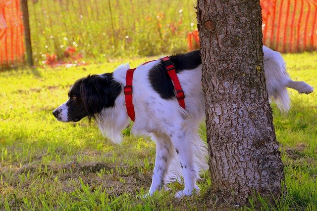 Chien qui fait ses besoins arbre