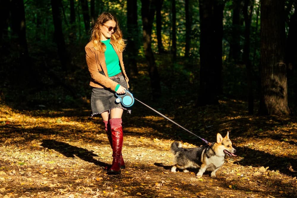 Chien qui tire en laisse Chien qui tire en laisse