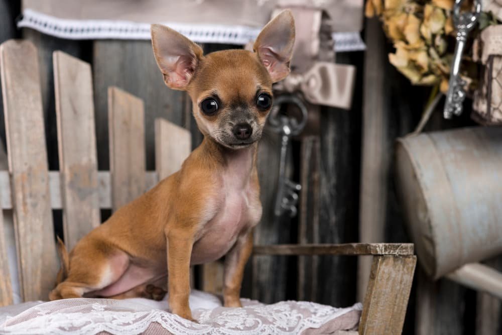 Chihuahua devant un mur rustique