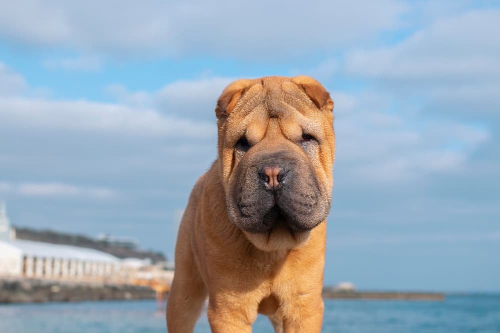 Chiot mignon shar pei