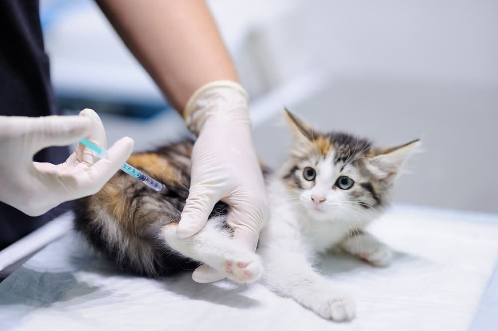 Docteur vétérinaire donnant injection pour chaton