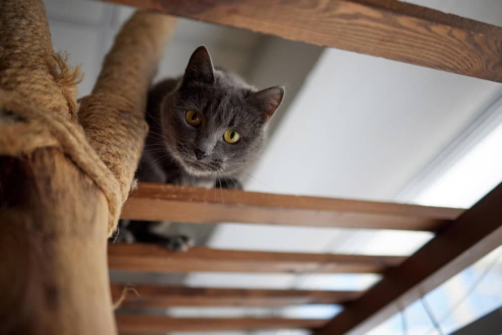 Gros plan de chat sur une échelle en bois