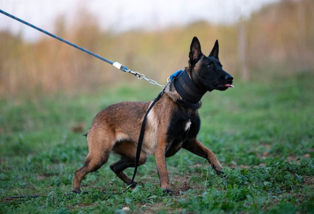 Jeune berger qui tire en laisse Jeune berger qui tire en laisse