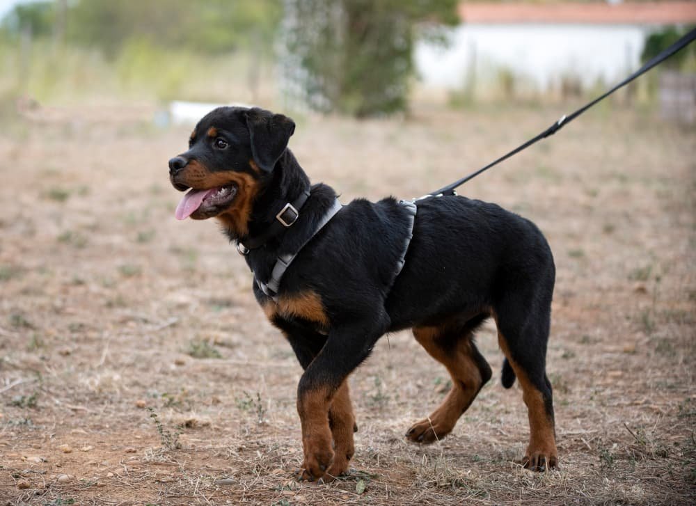 Jeune chiot rottweiler dans la nature
