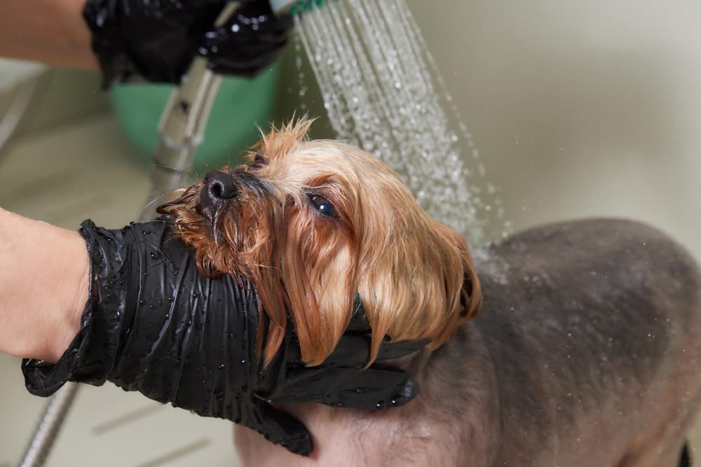 Laver un Yorkshire Terrier