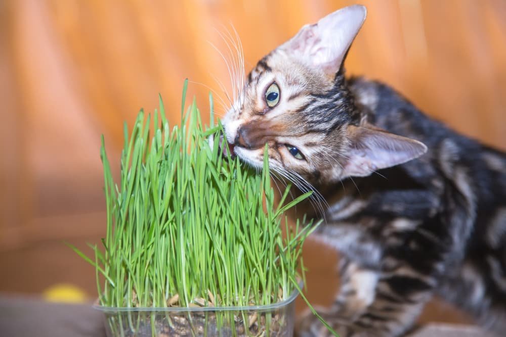 Le chaton du Bengale mange herbe