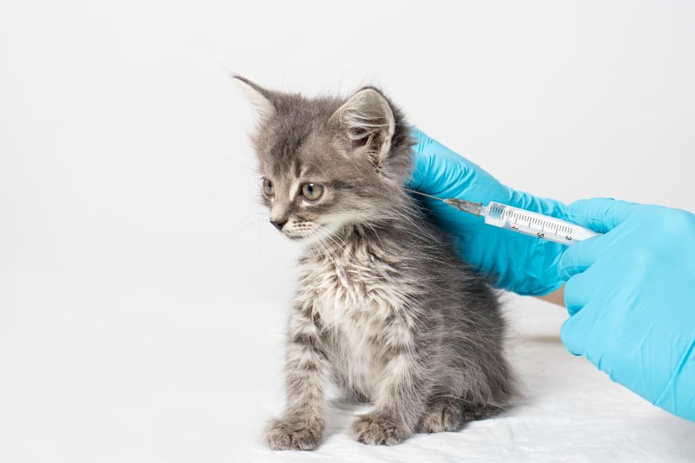 Le vétérinaire injecte le médicament dans le garrot du chaton