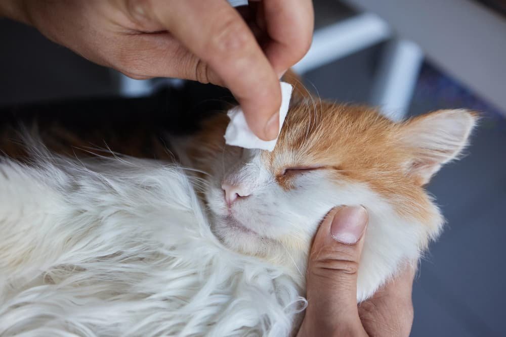 Main homme nettoyant ses yeux de chat