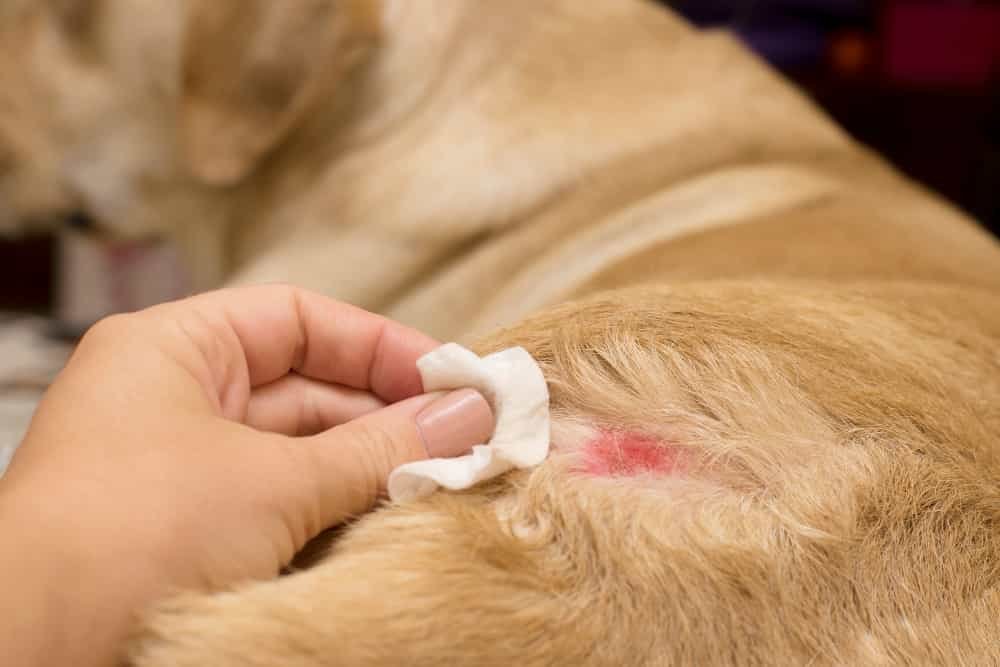Maladies de la peau chez les labradors jaunes