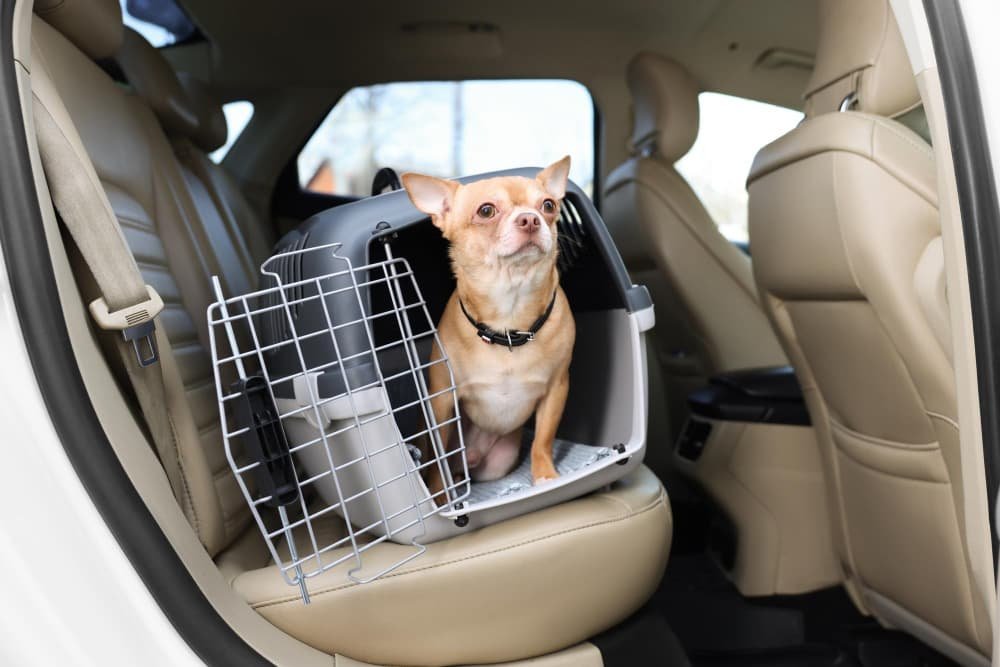 Petit Chihuahua dans la cage de transport