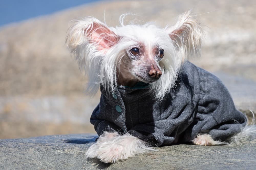 Portrait chien chinois à crête