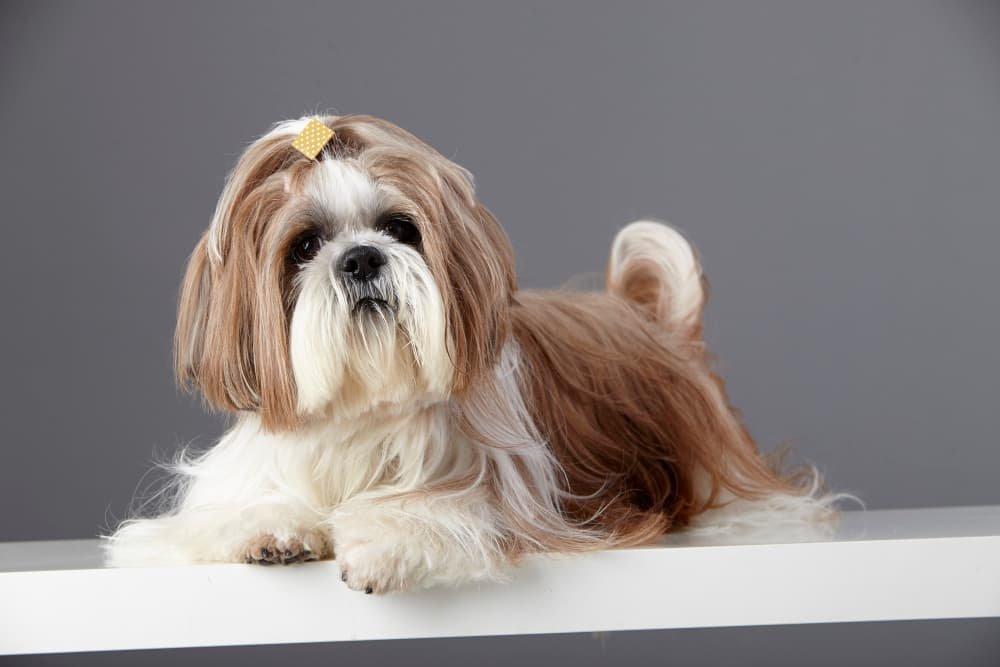 Shih Tzu