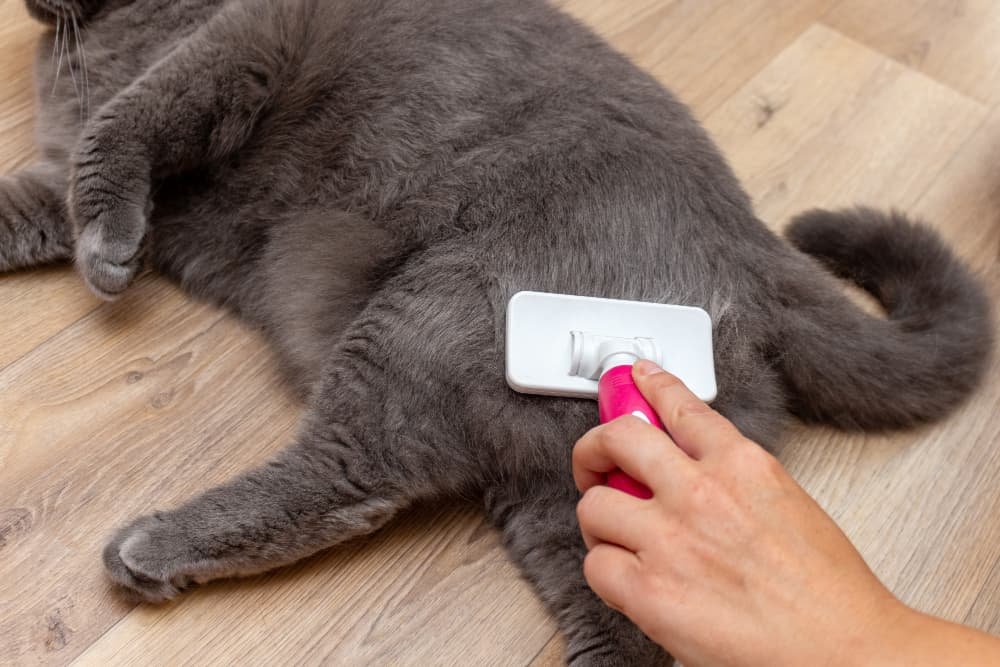 Toilettage brossage chat gris avec une brosse spéciale
