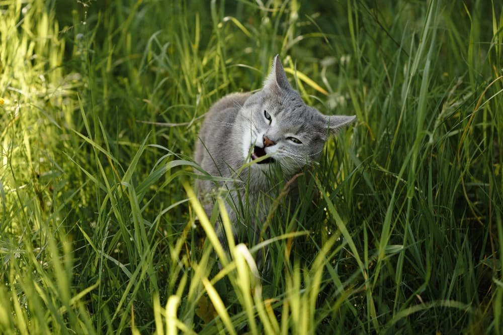 Un chat gris dans herbe verte