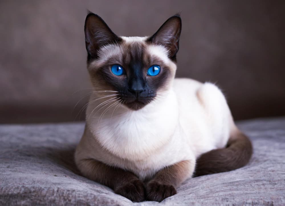 Un chat siamois aux yeux bleus
