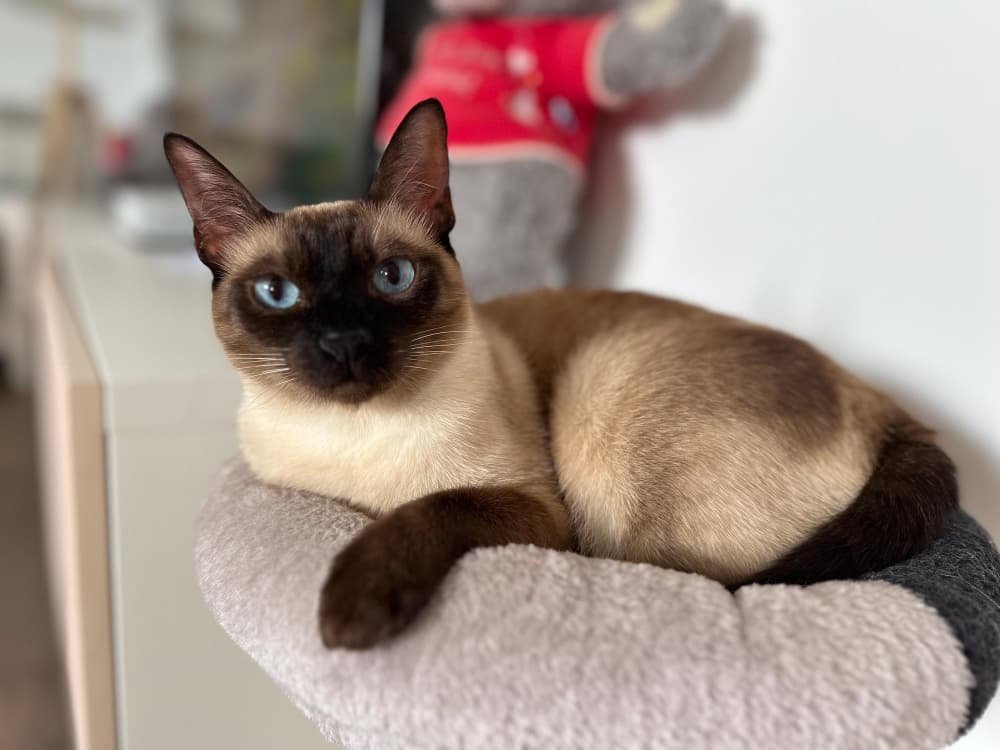 Un chat siamois gracieux se détend sur un perchoir Un chat siamois gracieux se détend sur un perchoir