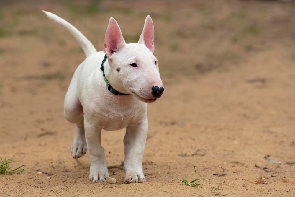 Un chiot Bull Terrier blanc