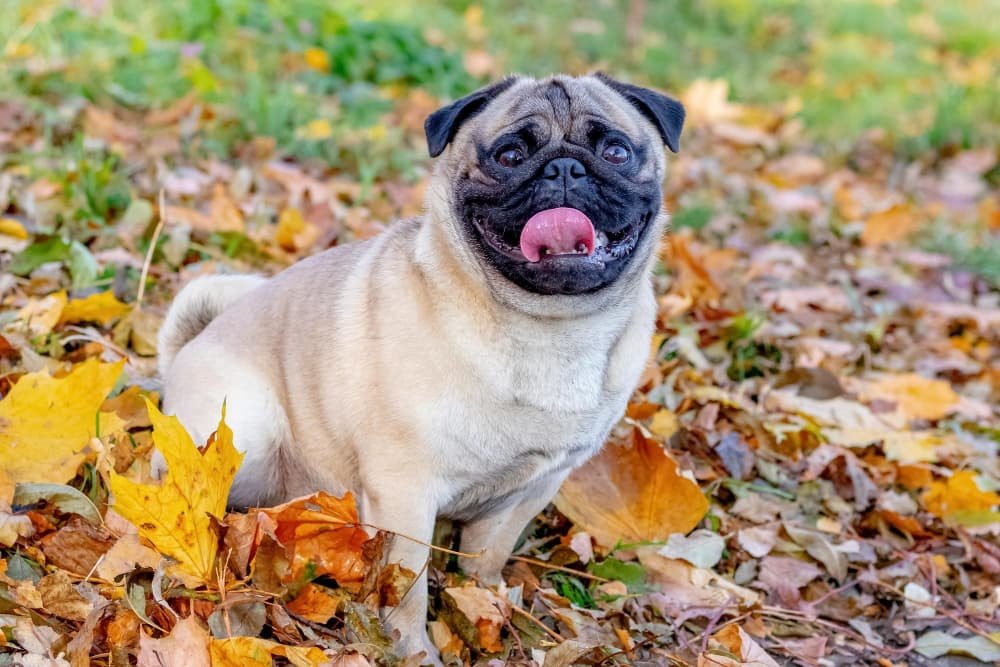 Un petit chien carlin dans un parc