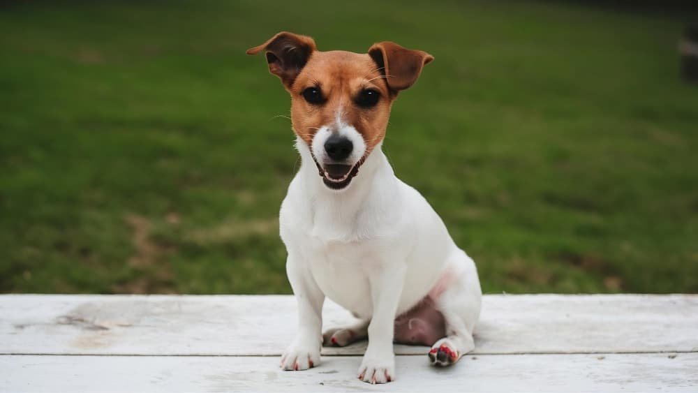 Un petit jack russell terrier assis sur un blanc
