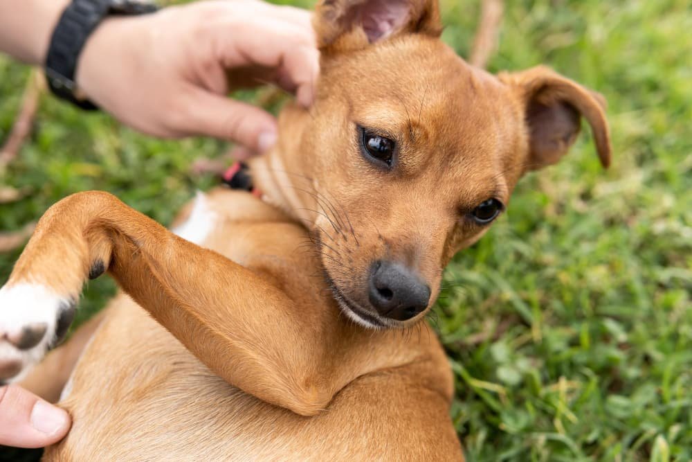 Une jeune femme adulte latine embrasse sa femelle
