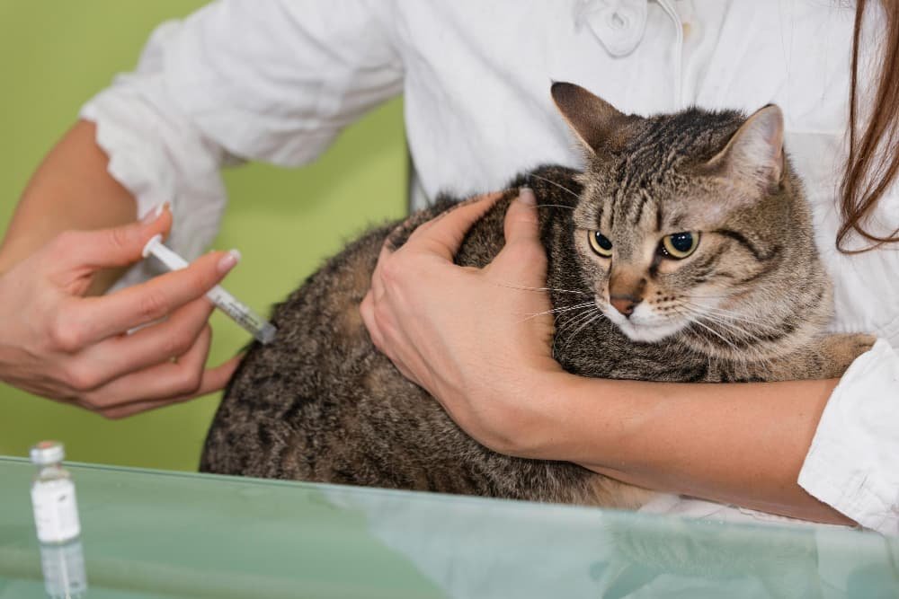 Vaccination des chats