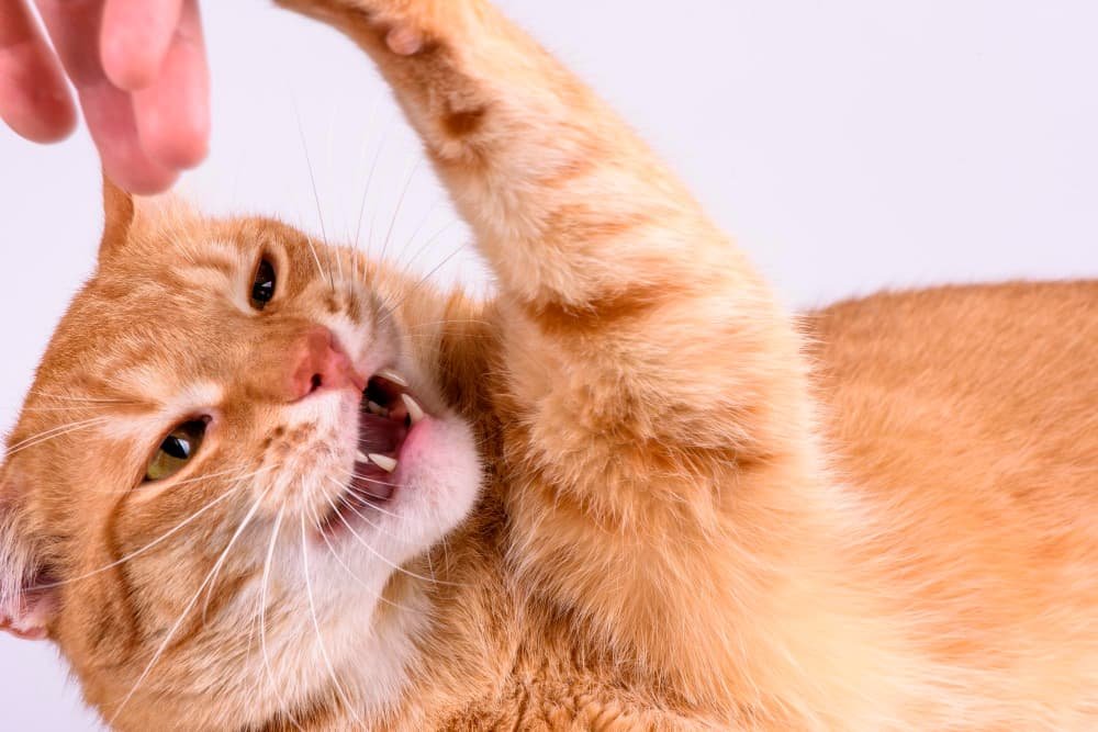 Chat roux ronge la main en gros plan