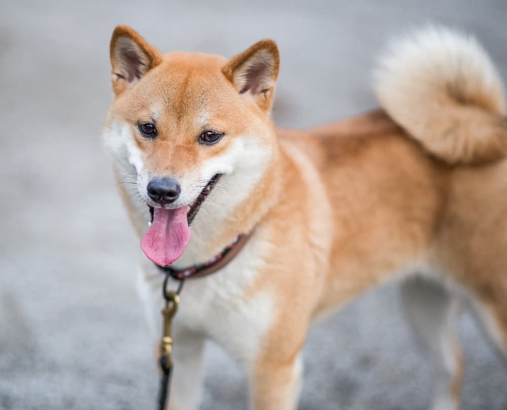 Jeune chien rouge et moelleux shiba inu