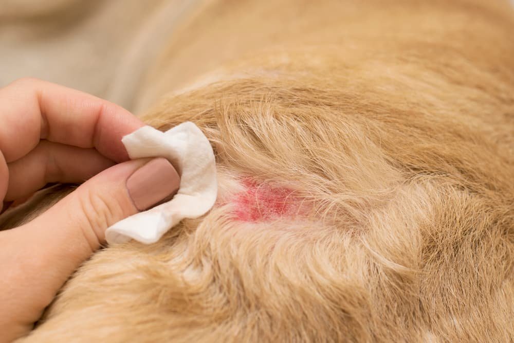 Allergie dermatologique chez le chien