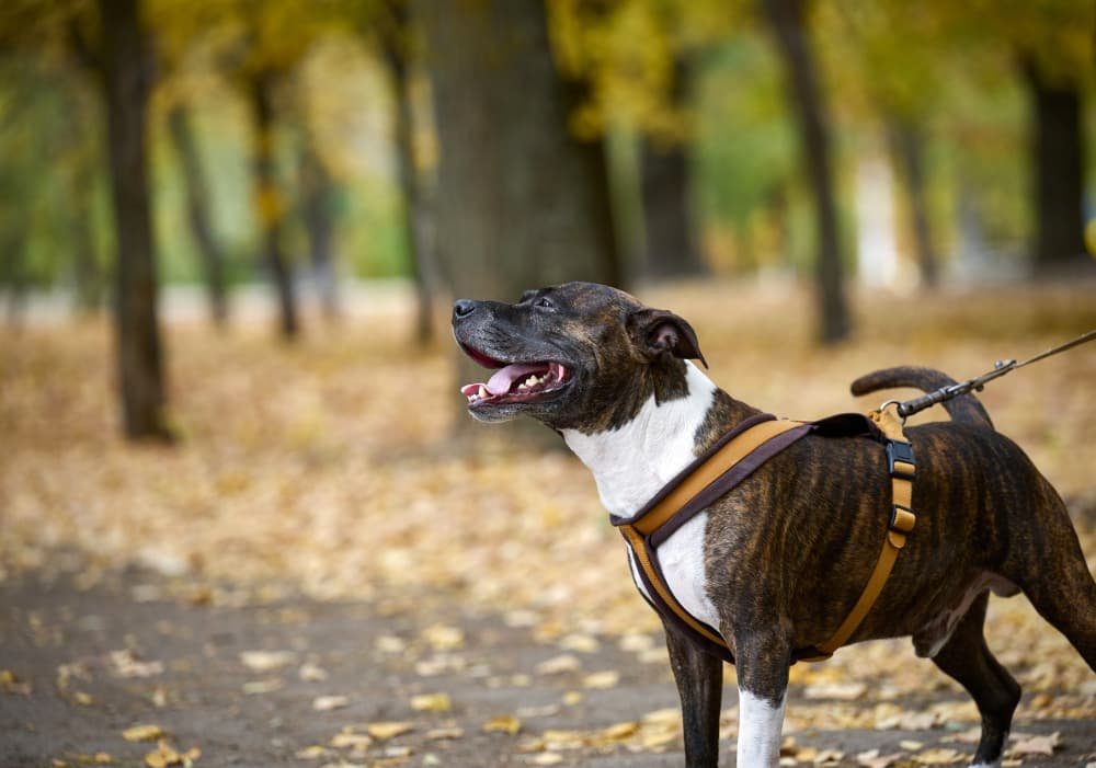 American Pit Bull Terrier chien en laisse