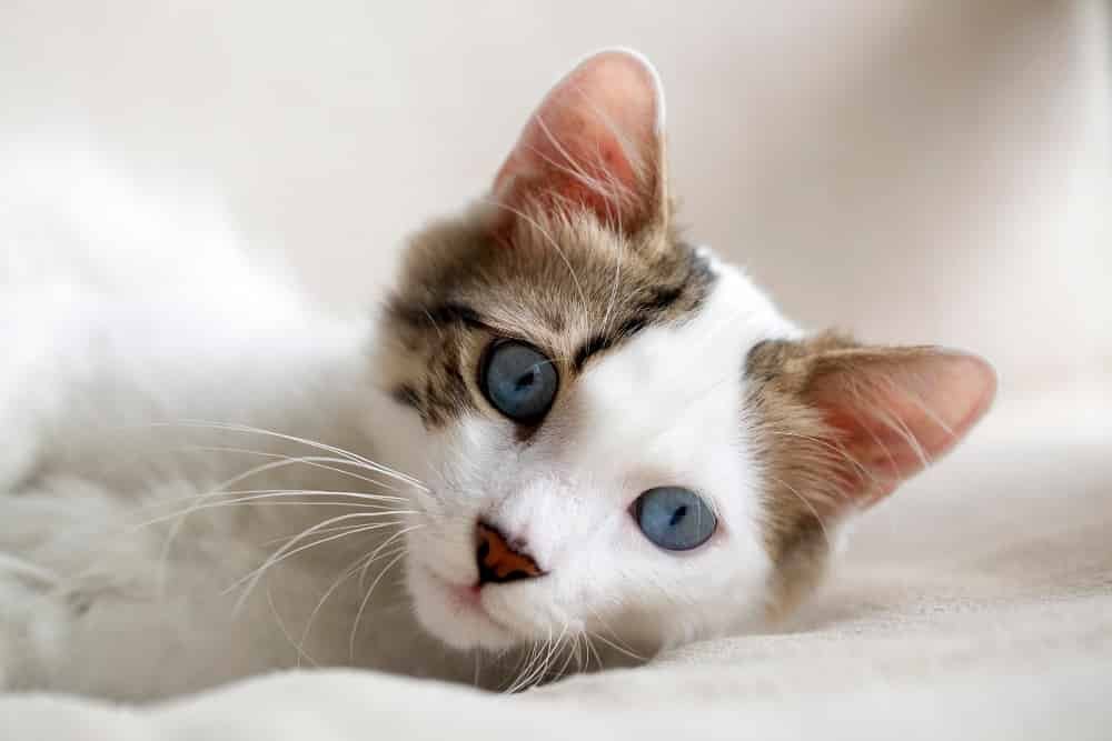 Animal de compagnie chat Animal de compagnie chat