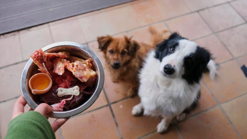 Border Collie et chiens bruns assis attendant de manger Border Collie et chiens bruns assis attendant de manger