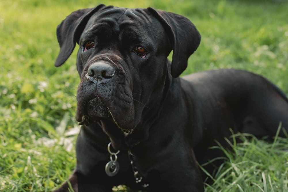 Cane Corso portrait
