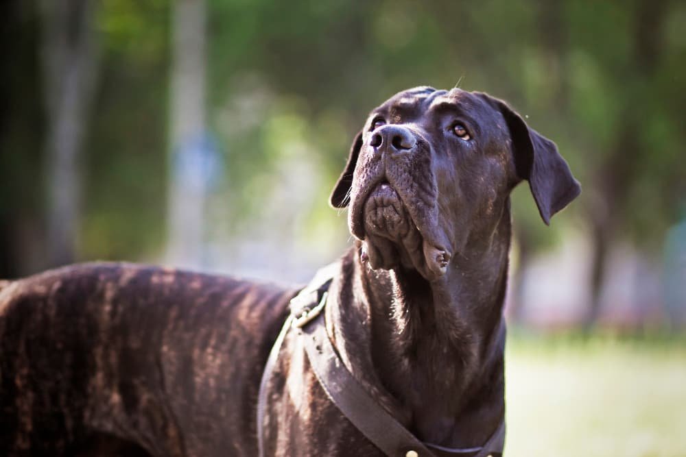 Cane corso italiano Cane corso italiano