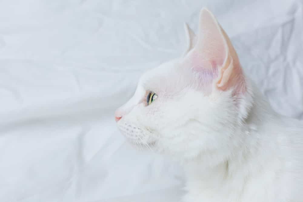 Chat blanc