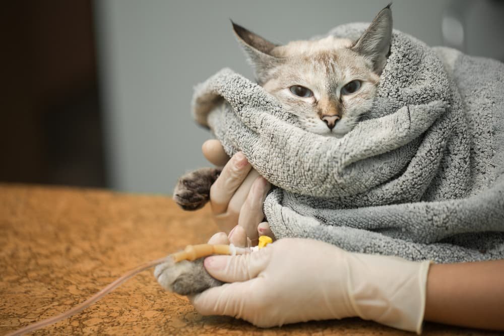 Chat chez le vétérinaire