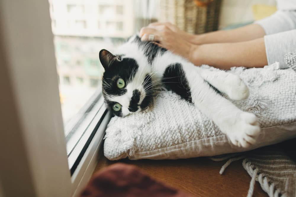 Chat mignon avec un regard drôle