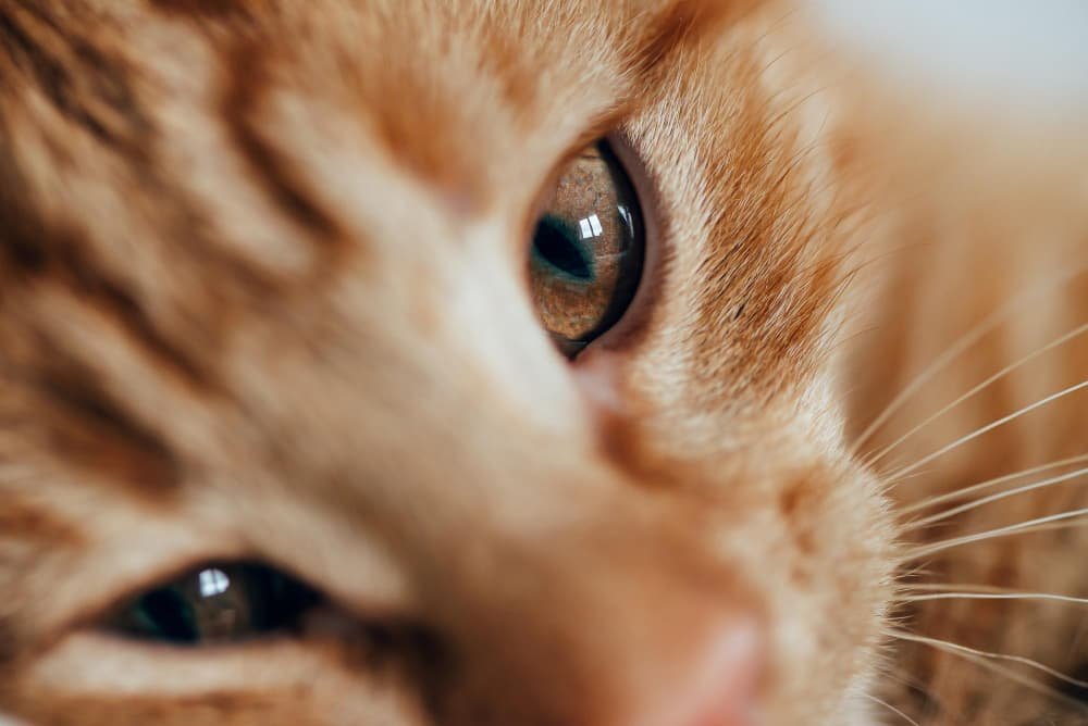 Chaton mignon