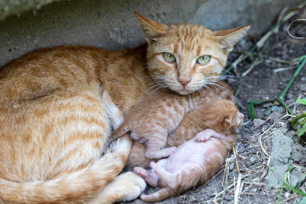 Chatons nouveau nés aux cheveux roux avec leur jolie mère