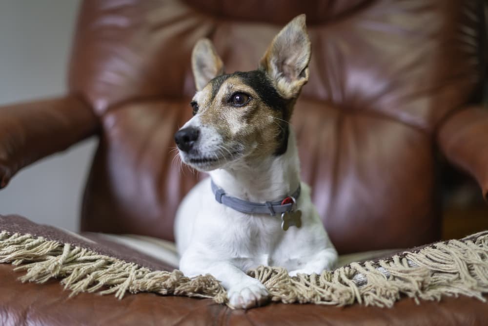 Chien Jack Russell reposant sur sa couverture