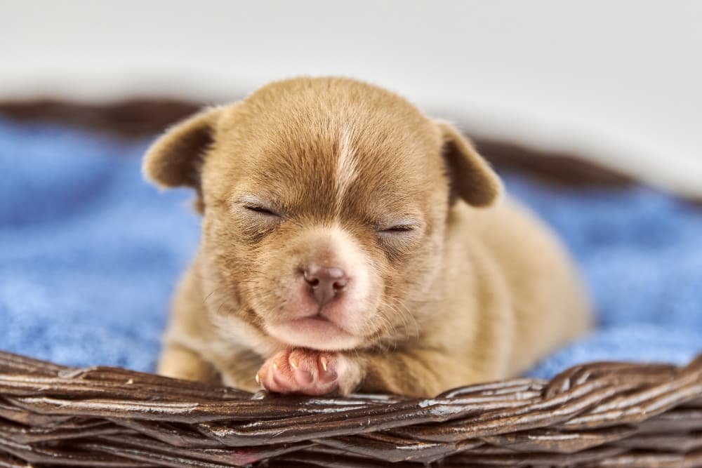 Chiot Chihuahua endormi dans le panier Chiot Chihuahua endormi dans le panier