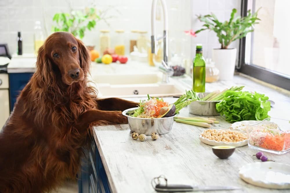 Cuisiner des aliments végétariens pour les animaux Cuisiner des aliments végétariens pour les animaux