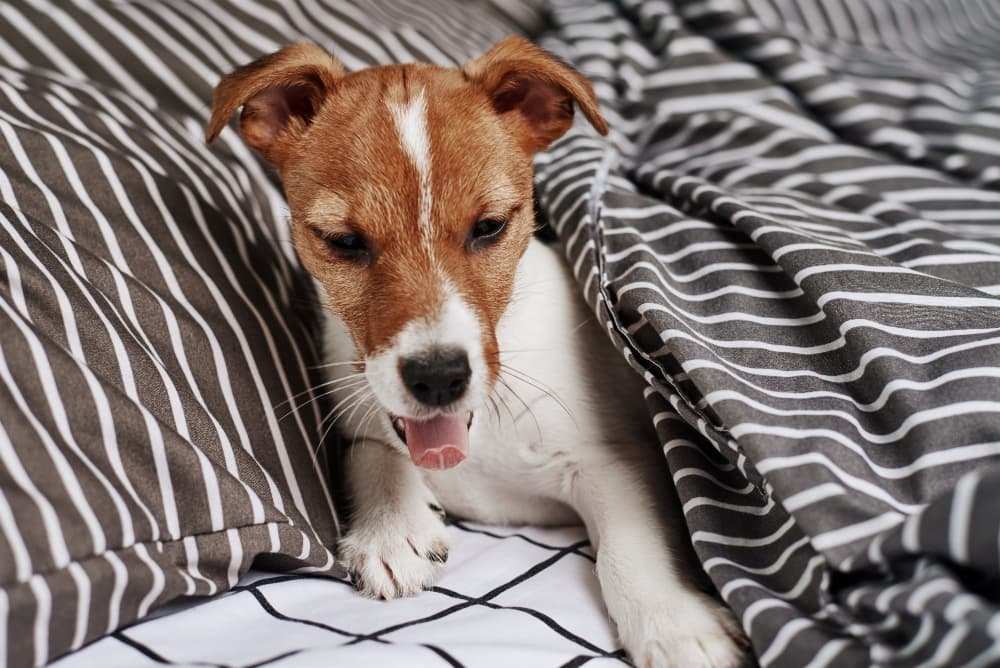 Jack Russell Terrier Jack Russell Terrier