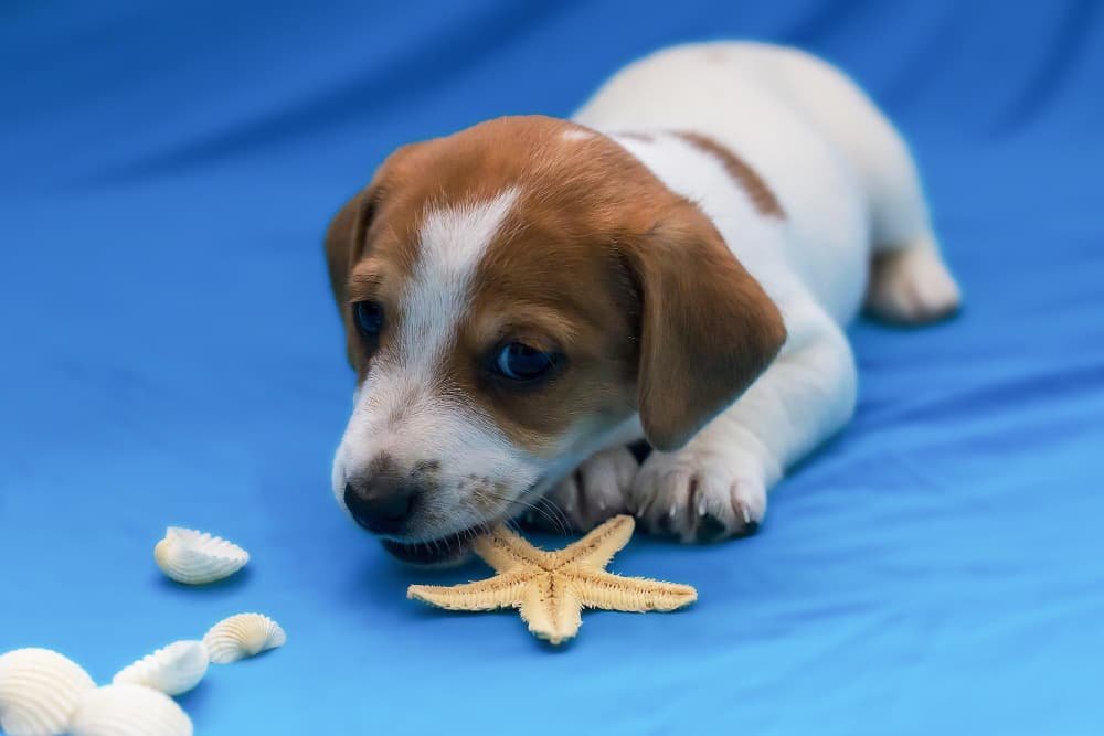 Jack Russell sur fond bleu Jack Russell sur fond bleu