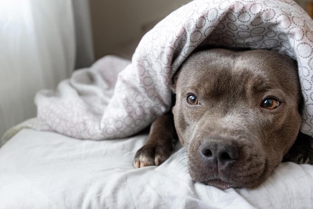 Jeune chien trouvant sous la couverture sur le lit