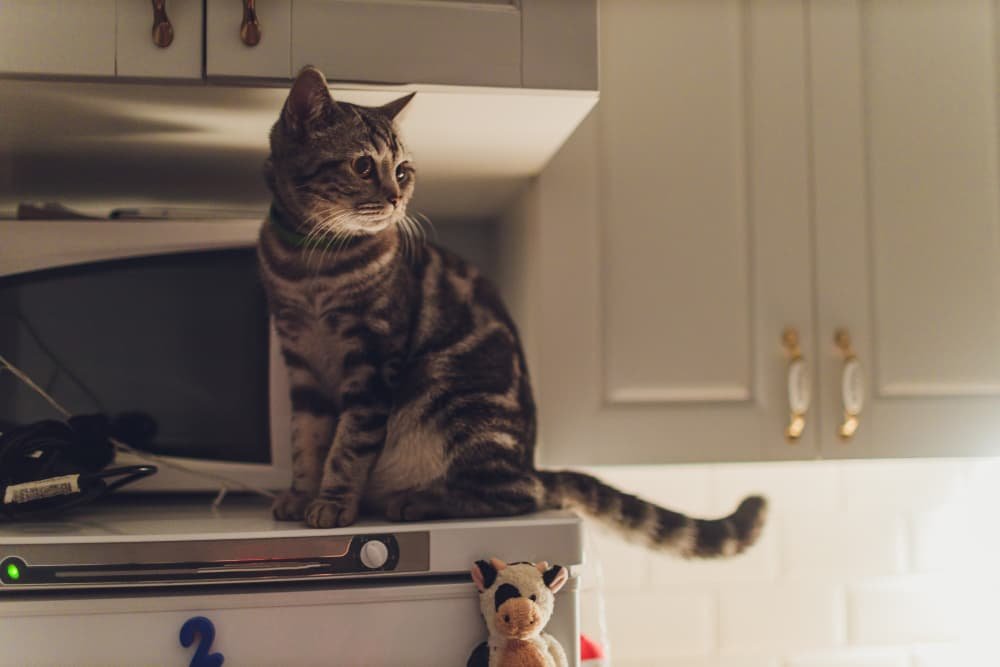Le chat court dans la cuisine