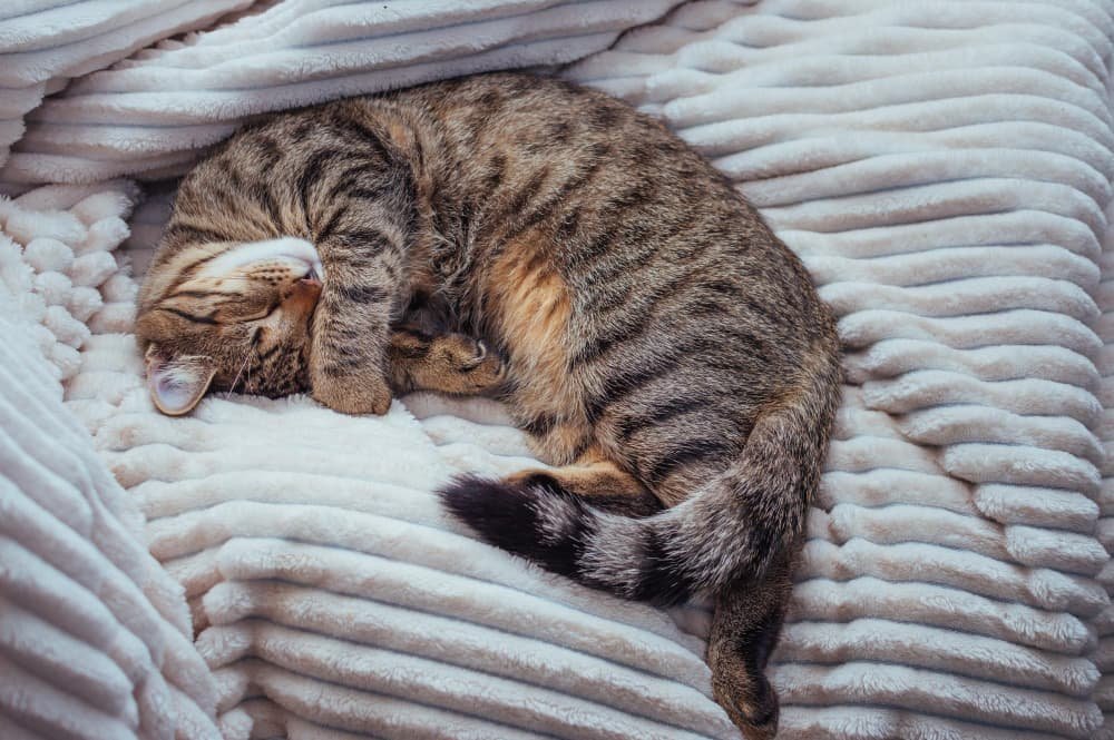 Le chat dort sur un plaid blanc sur le lit