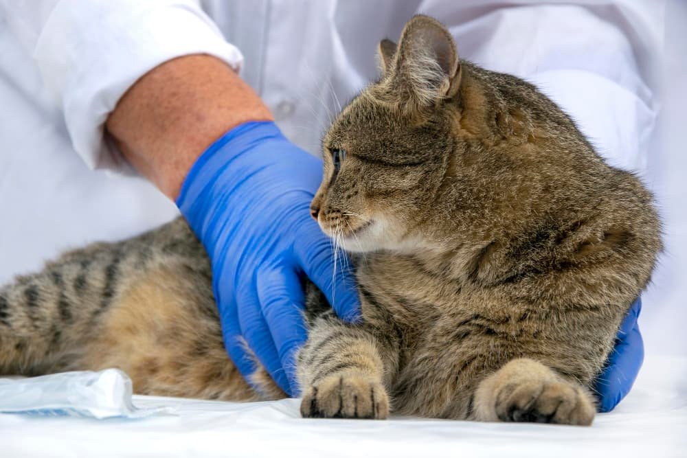 Le chat est chez le vétérinaire pour un examen