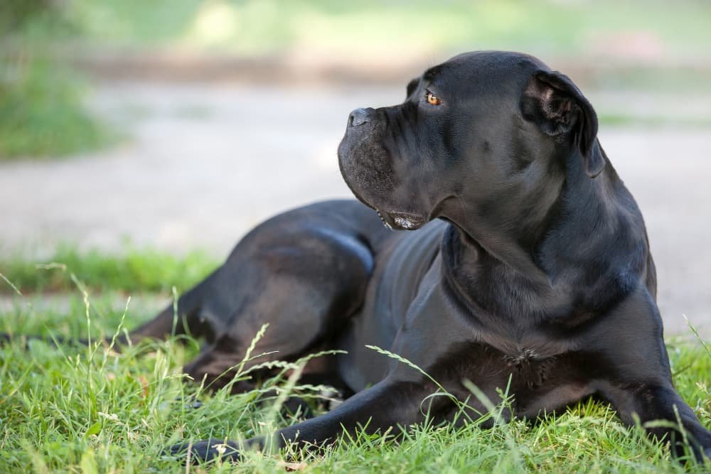 Le chien Cane Corso Le chien Cane Corso