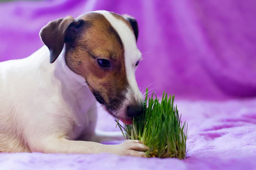 Le chien mange herbe la promotion de la santé