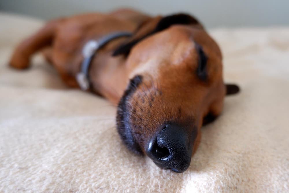 Le nez dachshund endormi
